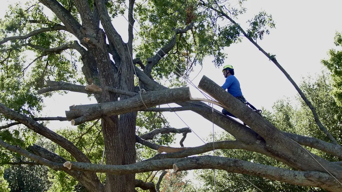 Professional Hazardous Tree Removal performed by certified arborists in Romeoville
