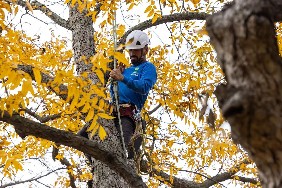 Skilled Tree Pruning crew working in Romeoville