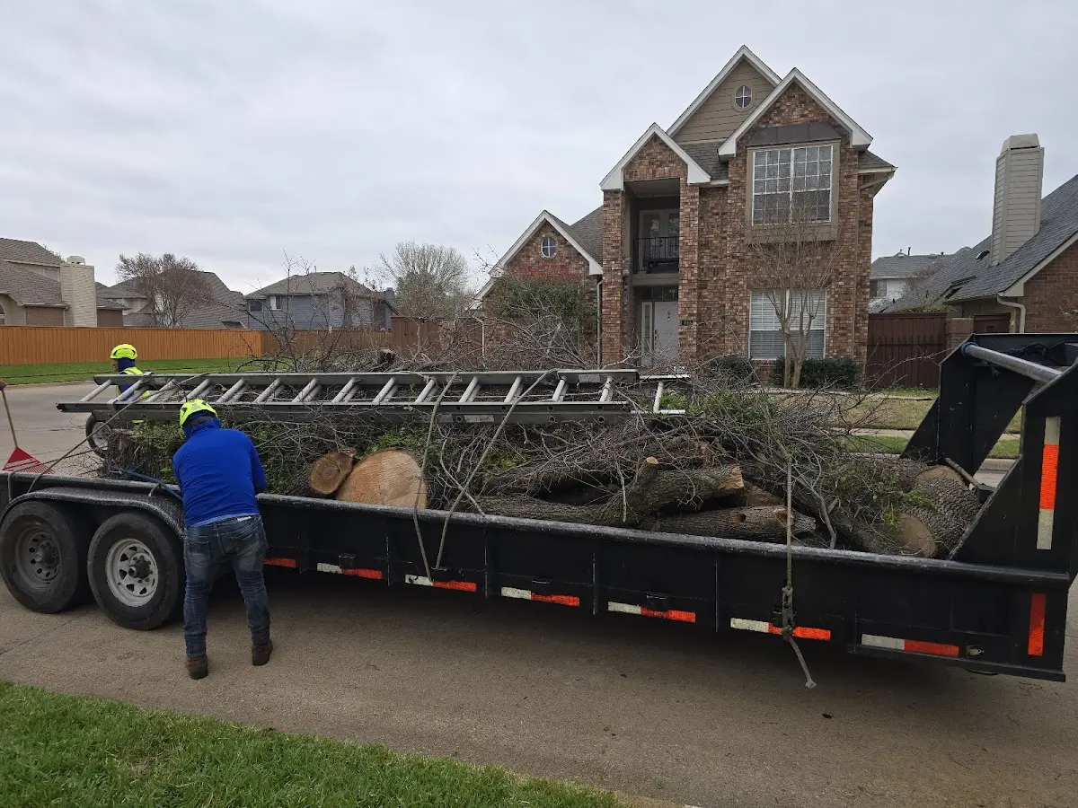 Expert Deadwooding with proper safety equipment in Romeoville